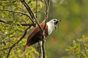 Trzygnący dzwonek on jest bird-bell